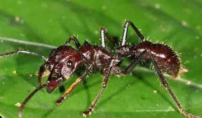 इस छोटी-सी चींटी के काटने से होता है गोली लगने से भी ज्यादा दर्द