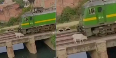 Train hits cow parked on railway track,