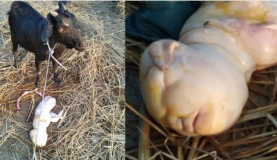 Goat gives birth to humanlike offspring, shocked people
