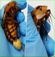 Cockroach having trouble during delivery, owner reached the hospital