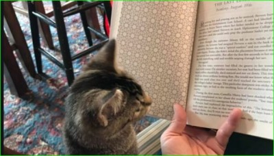 इस बुकस्टोर से किताबें ही नहीं बिल्लियां भी घर ला सकते हैं आप लेकिन है एक शर्त