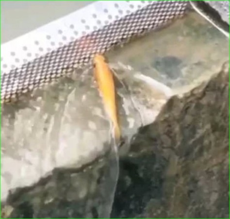 दीवार पर मछली को चढ़ता देख लोग हुए हैरान, वीडियो हो रहा है जमकर वायरल