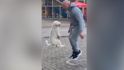 Dog blew everyone's senses by jumping with the owner, made world's biggest record