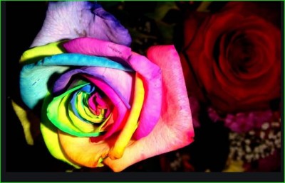 ROSE DAY: हर रंग का गुलाब देता है एक अलग सन्देश, जानिए यहाँ