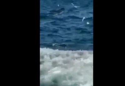 समुद्र में तैर रहे शख्स को जिंदा निगल गई शार्क, खौफनाक मंजर का वीडियो वायरल
