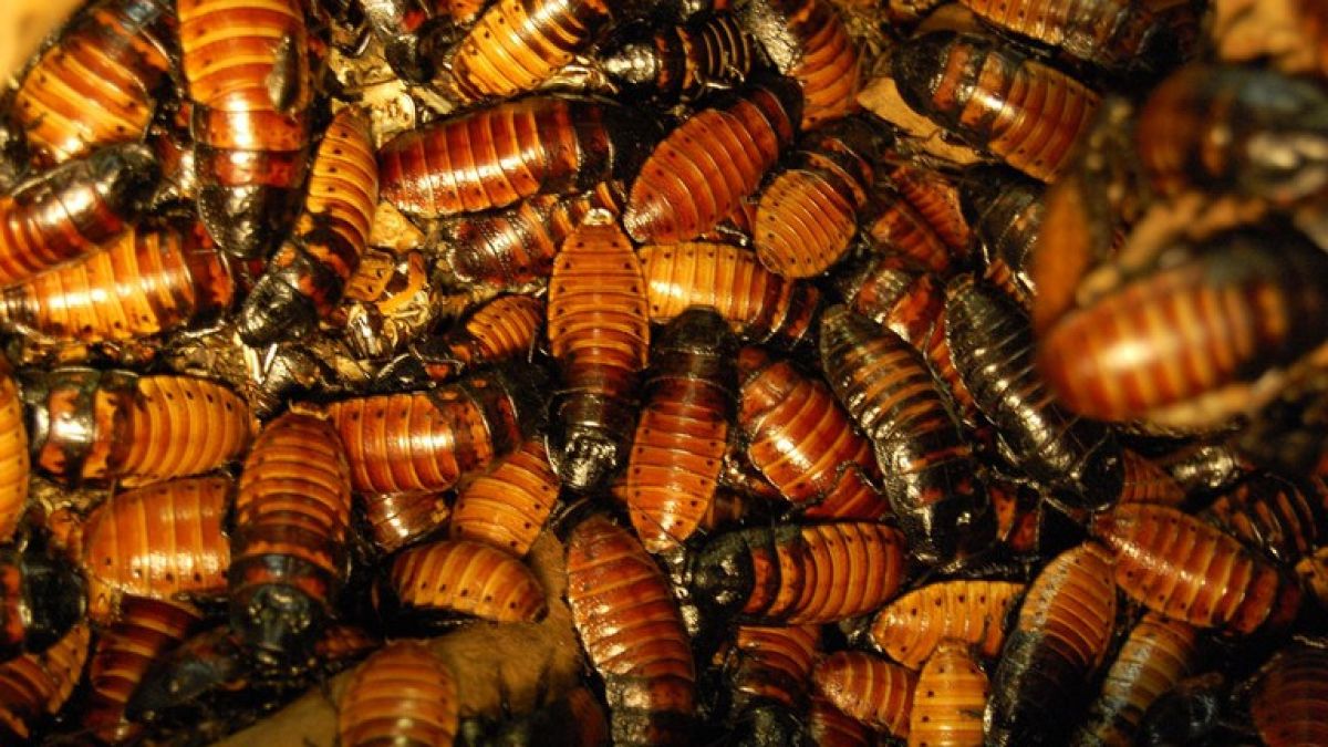 Cockroaches Are Drunk In This Country You Will Be Surprised To Know The Reason Newstrack English 1