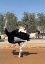 Crown Prince of Dubai races with Ostrich, Video viral