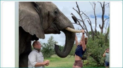 Video: Gym owner lady uses elephant's tusk to do pull-ups, Watch here