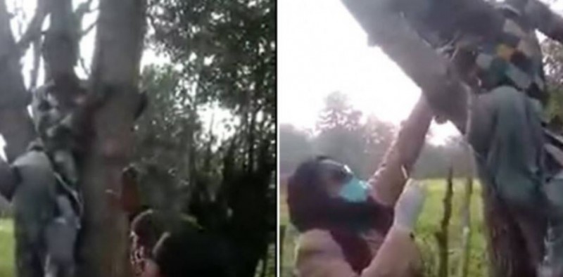 Young woman climbed tree looking at vaccinators, video viral