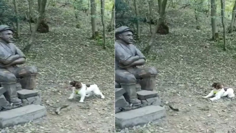 Amazing amazing! When a dog started playing with a statue as a human, see what happened next in the video