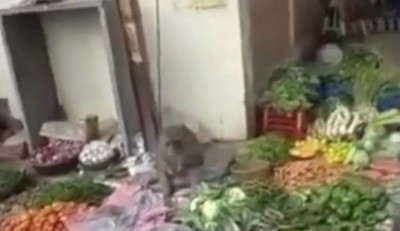 सब्जी बेचने वाले बंदर का वीडियो वायरल