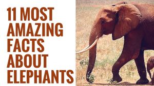 मधुमक्खियों से डरते है हाथी, जाने हाथियों से जुड़ी ऐसी ही रोचक बातें
