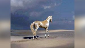 दुनिया का सबसे अनोखा घोड़ा, लोग कहते है स्वर्ग से आया है