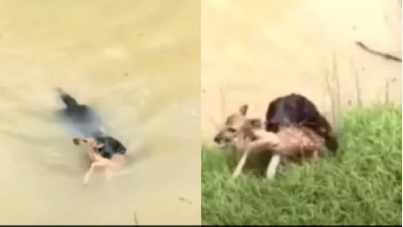 कुत्ते ने बचाई बेबी हिरण की जान, रुला देगा आपको ये वीडियो
