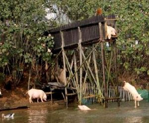चीन का यह किसान आखिर क्यों दे रहा है सुअरो को तैरने की ट्रेनिंग