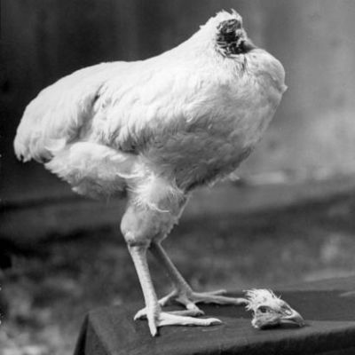 Unbelievable! This chicken lived for 18 months without a head