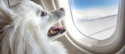 A cabin in Air India business class booked for pet dog