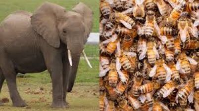 अब हाथियों की मौत को मधुमक्खी की ध्वनि से रोकेगा रेलवे
