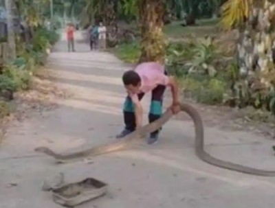 OMG! शख्स ने बिना सेफ्टी पकड़ा 14 फीट लम्बा किंग कोबरा, और फिर जो हुआ...