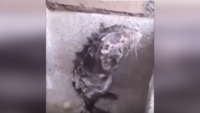 Video : बिल्कुल इंसानो की तरह नहा रहा है ये चूहा