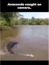 शख्स ने पानी में पकड़ा एनाकोंडा, VIDEO देख उड़े लोगों के होश