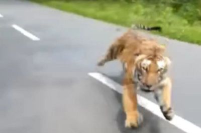 When the tiger ran behind the bike, watch the photo...