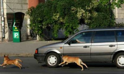 So for this reason, dogs usually rush behind vehicles...