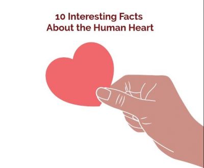 Amazing facts about heart, read here