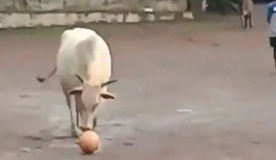 When a cow started playing football in the field, the video went viral