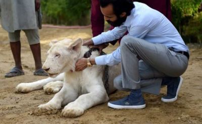 This man, who lives among 800 animals, has 300 lions