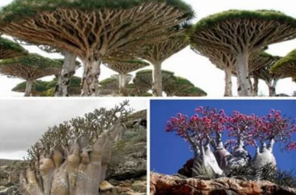 'Alien Island' is the name of this wonderful place, you'll be amazed to see!