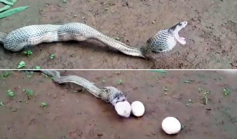 Яйца змей видео. Анаконда заглатывает крокодила. Питон заглатывает антилопу.