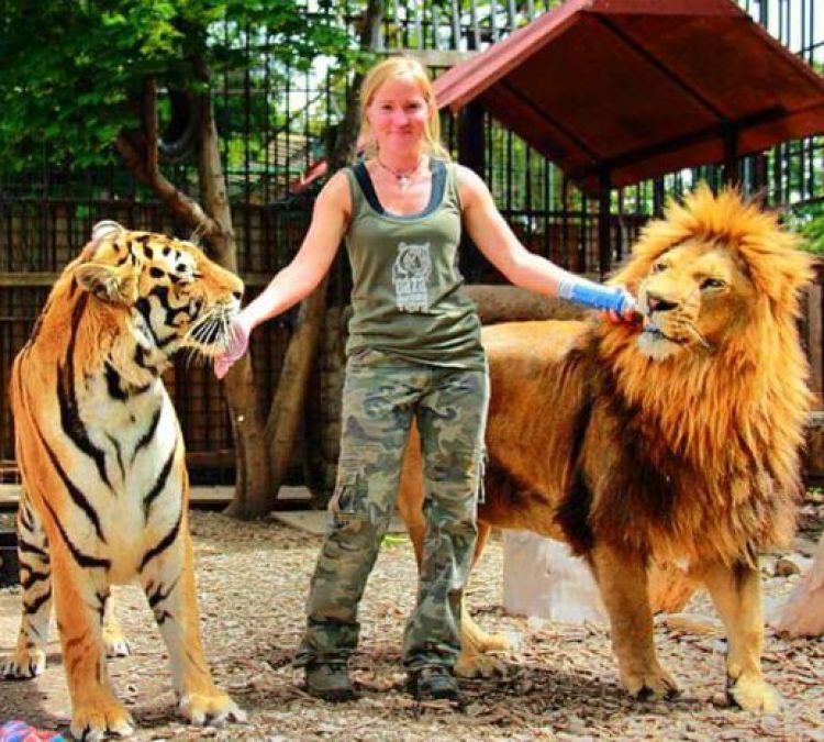 शेर और बाघ के बीच होते हैं ये अंतर, नहीं जानते कई लोग