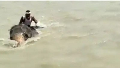 अद्भुत Video: गंगा नदी के तेज बहाव में 3 km तैरकर हाथी ने बचाई महावत की जान