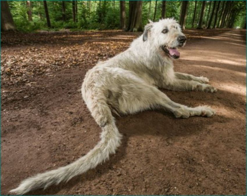 how dogs got their name