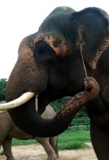 जब हाथी को आई खुजली तो, सुखी टहनी को इस तरह बनाया अपना औजार