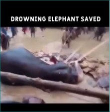 VIDEO: पानी में फंस गया था नन्हा ‘गजराज’, निकालने पहुंचे लोग तो हुआ कुछ ऐसा