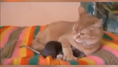 Video : चूहे और बिल्ली की लड़ाई देखि होगी आपने, अब देखिये उनकी दोस्ती