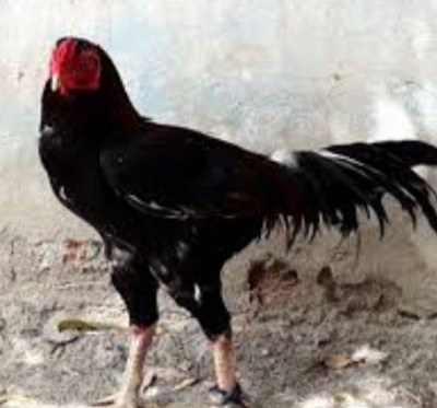 Rooster released from police custody after several months