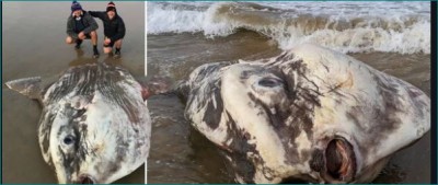 Rarest sea creature appears on Australian Beach, tourists say it looks like an alien
