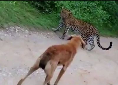 The dog saved the owner's life by attacking the tiger