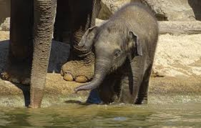 इस हाथी के बच्चे से लोगों को सीखना चाहिए इंसानियत, वायरल हुआ वीडियो