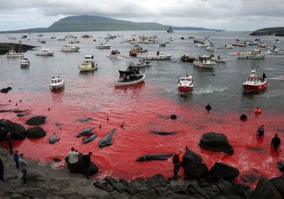 This country has been following years of tradition, after killing whales to do its meat intake