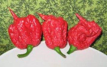 World's hottest chilli grows in America, recorded in Guinness World Record