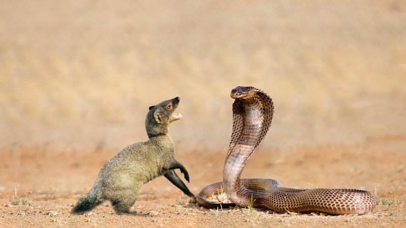 Snake won from mongoose for the first time