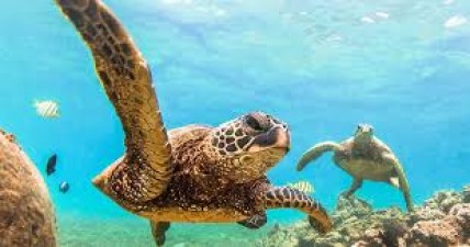 Know amazing facts related to turtles