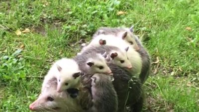 Video : मादा Opossum का 12 बच्चों वाला वीडियो हो रहा है वायरल