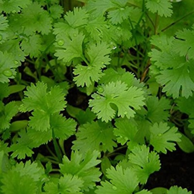 Coriander washed with soap just like clothes, watch video here