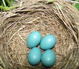 Despite Corona, blue eggs are being eaten in this country, know what is the whole matter