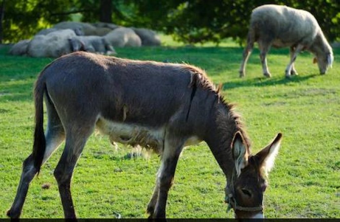 The young man left the IT job and started to raise the donkey, knowing the income, your senses will be blown away